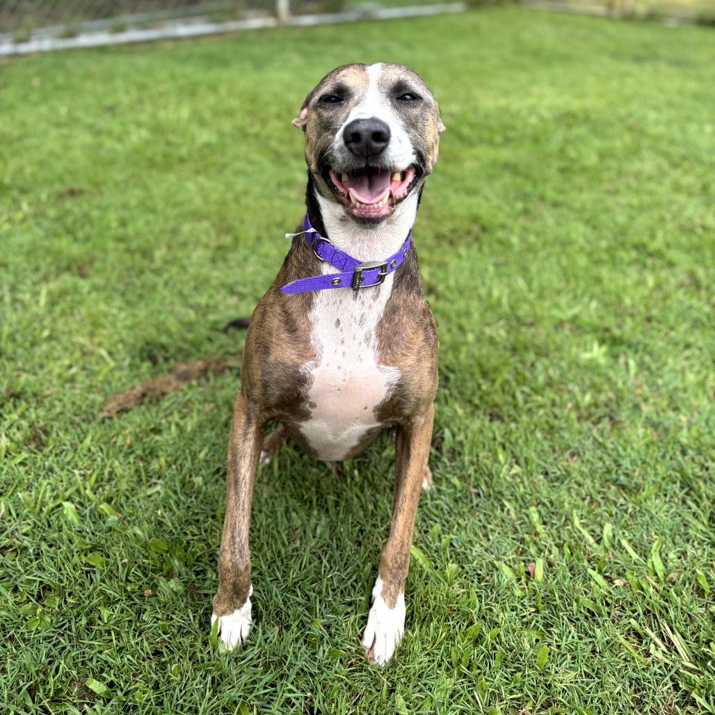 Enlarge Nalani, a Adoptable mixed breed in Keaau, HI image 4/4