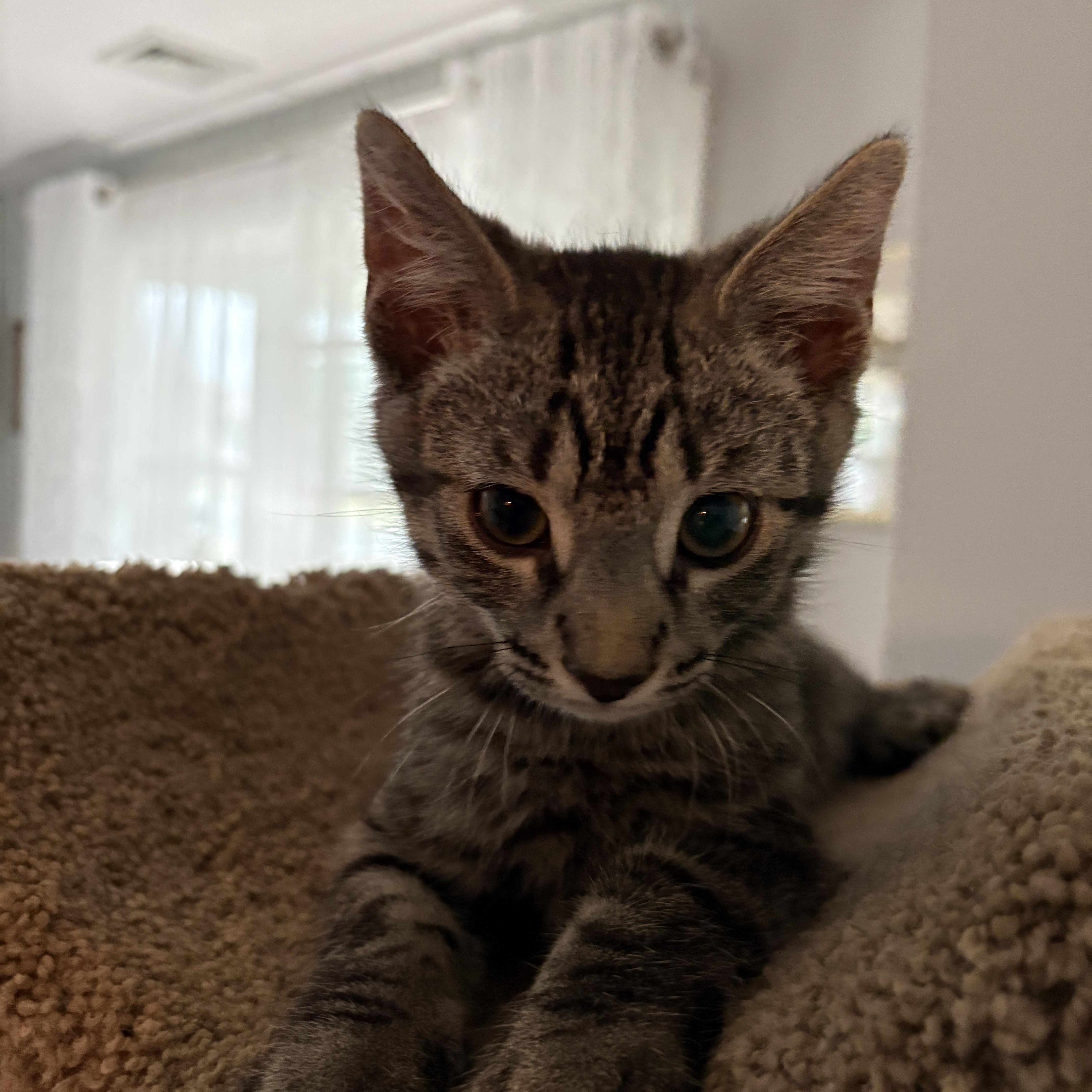 Bernadette, an adopted Domestic Short Hair in Warminster, PA image 3/5