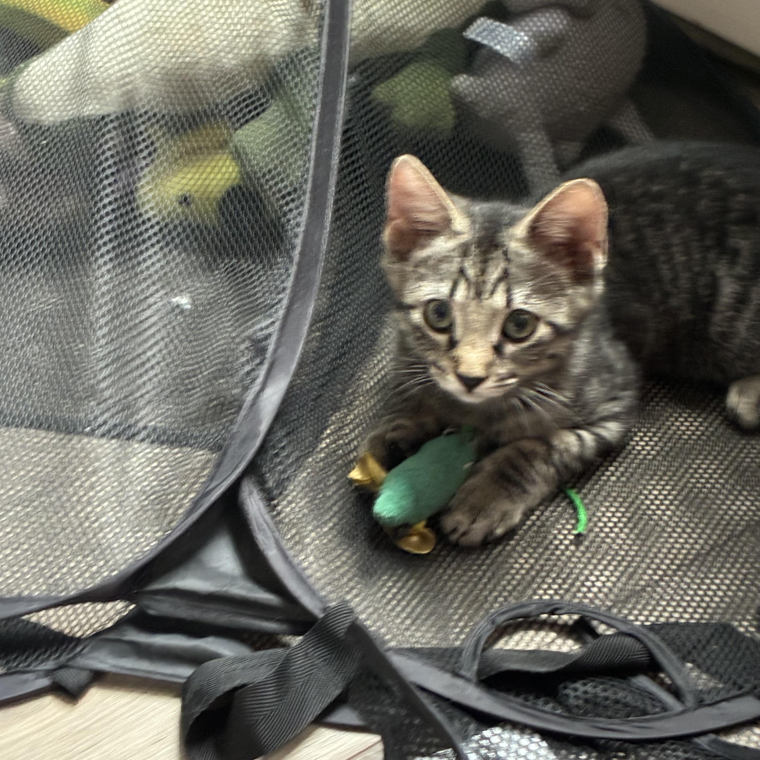 Bernadette, an adopted Domestic Short Hair in Warminster, PA image 5/5