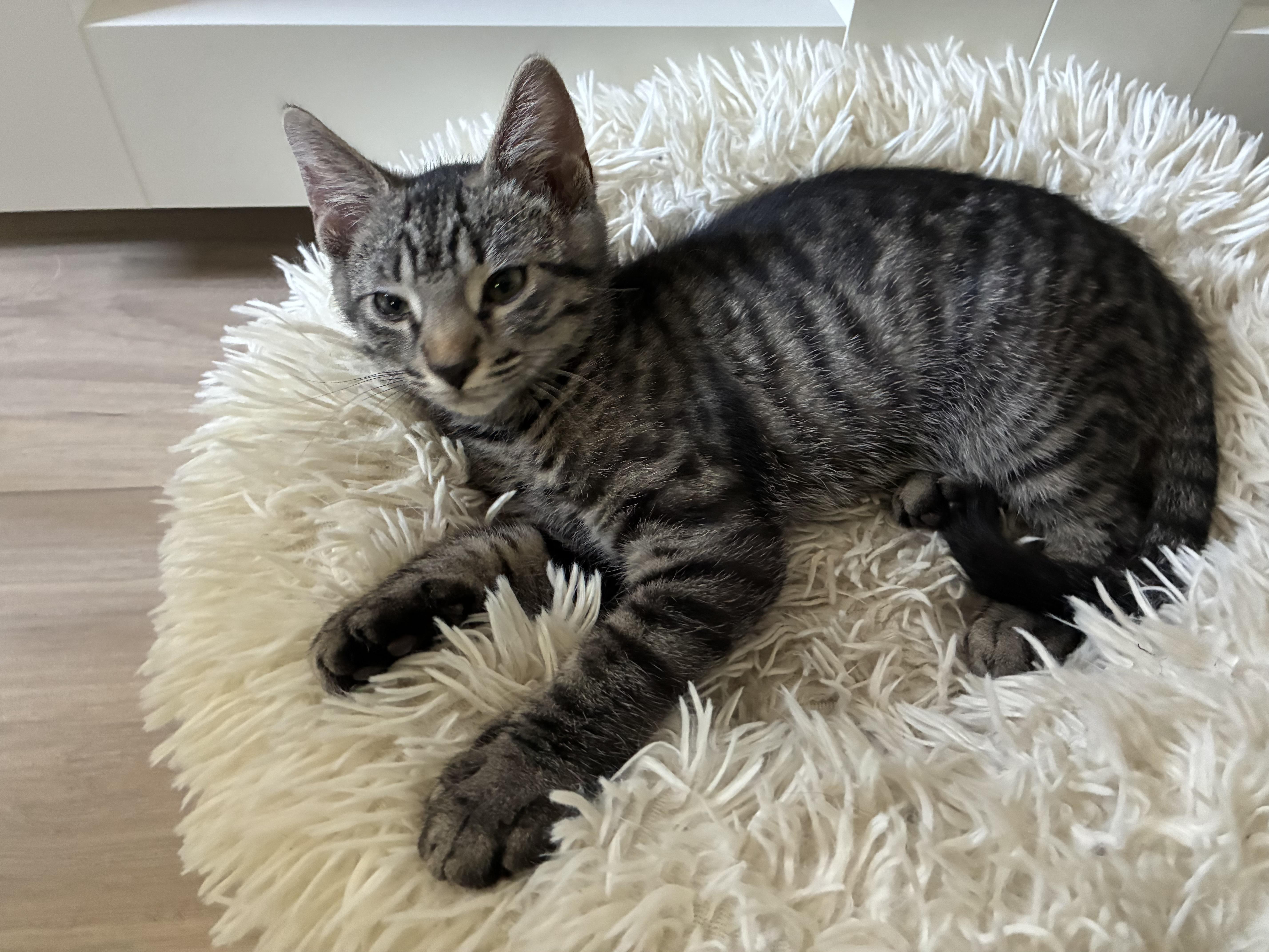 Bernadette, adopted, Kitten Female Domestic Short Hair.