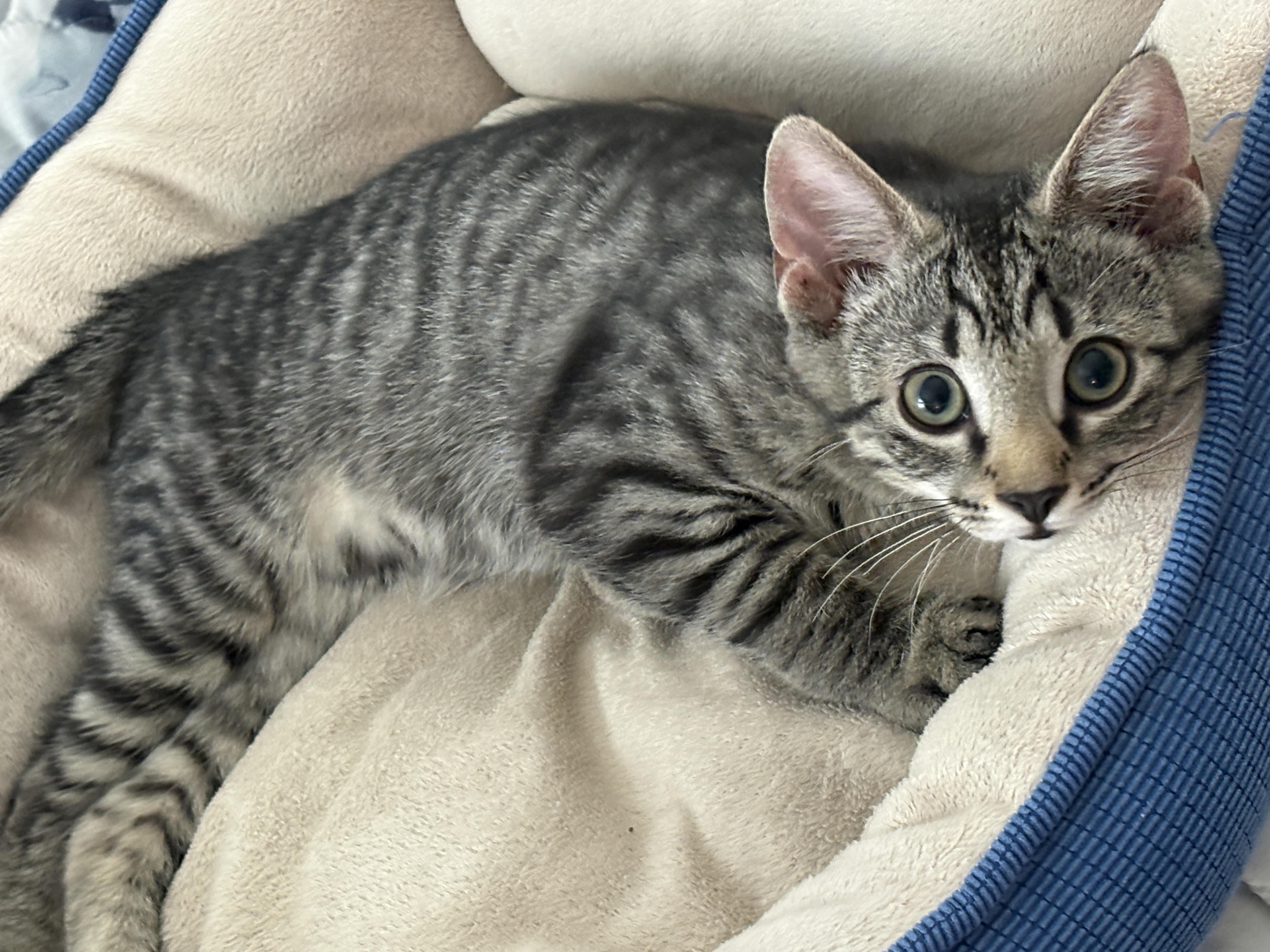 Bernadette, an adopted Domestic Short Hair in Warminster, PA image 2/5