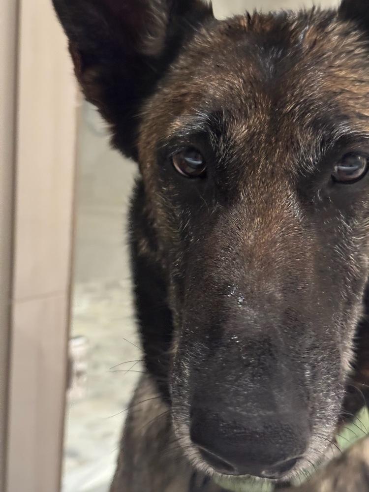 Enlarge Lady Jade Located in NM, a Adoptable Belgian Shepherd / Malinois in Santa Fe, NM image 1/6