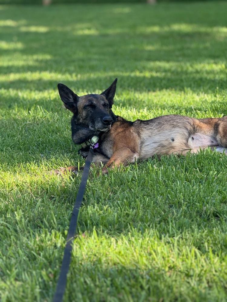 Enlarge Lady Jade Located in NM, a Adoptable Belgian Shepherd / Malinois in Santa Fe, NM image 2/6