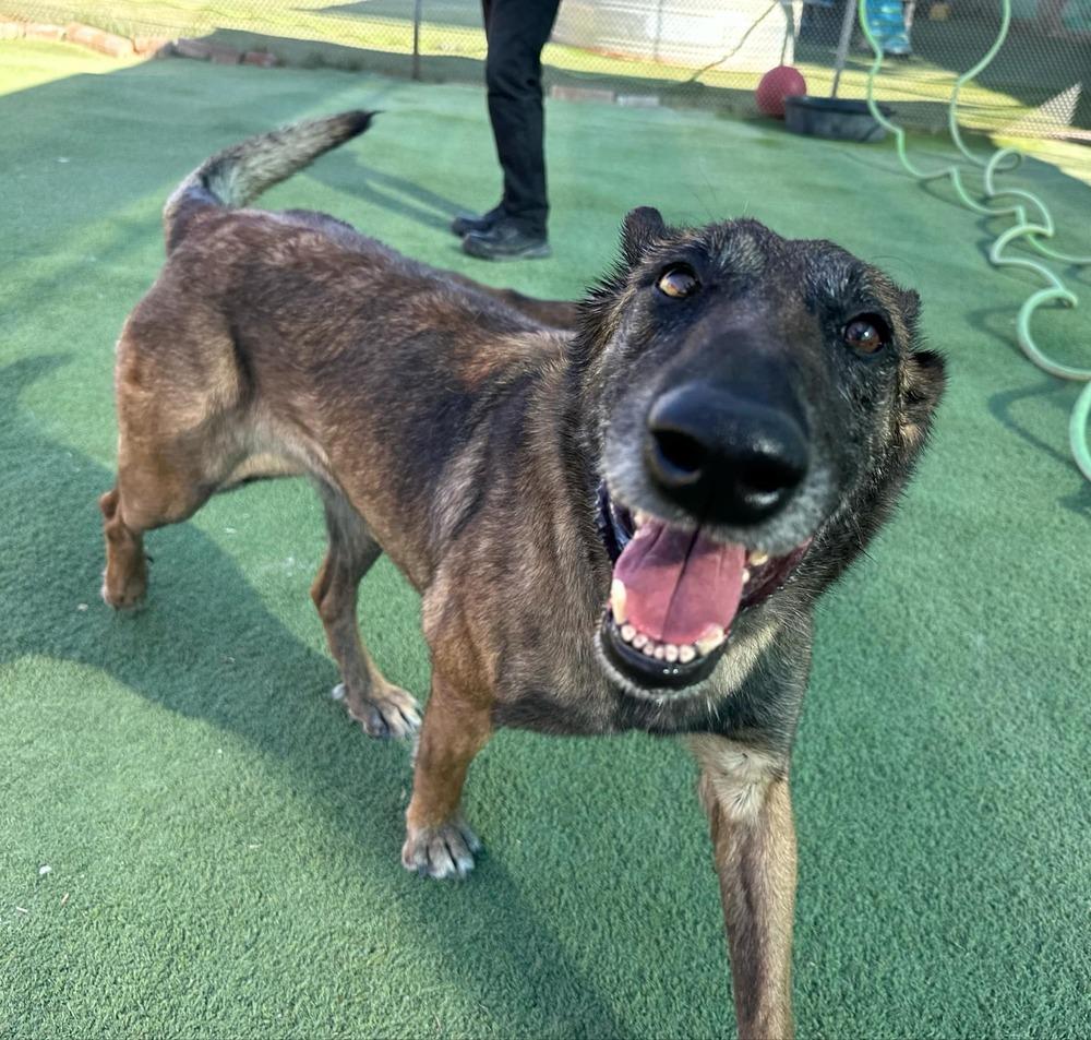 Enlarge Lady Jade Located in NM, a Adoptable Belgian Shepherd / Malinois in Santa Fe, NM image 3/6