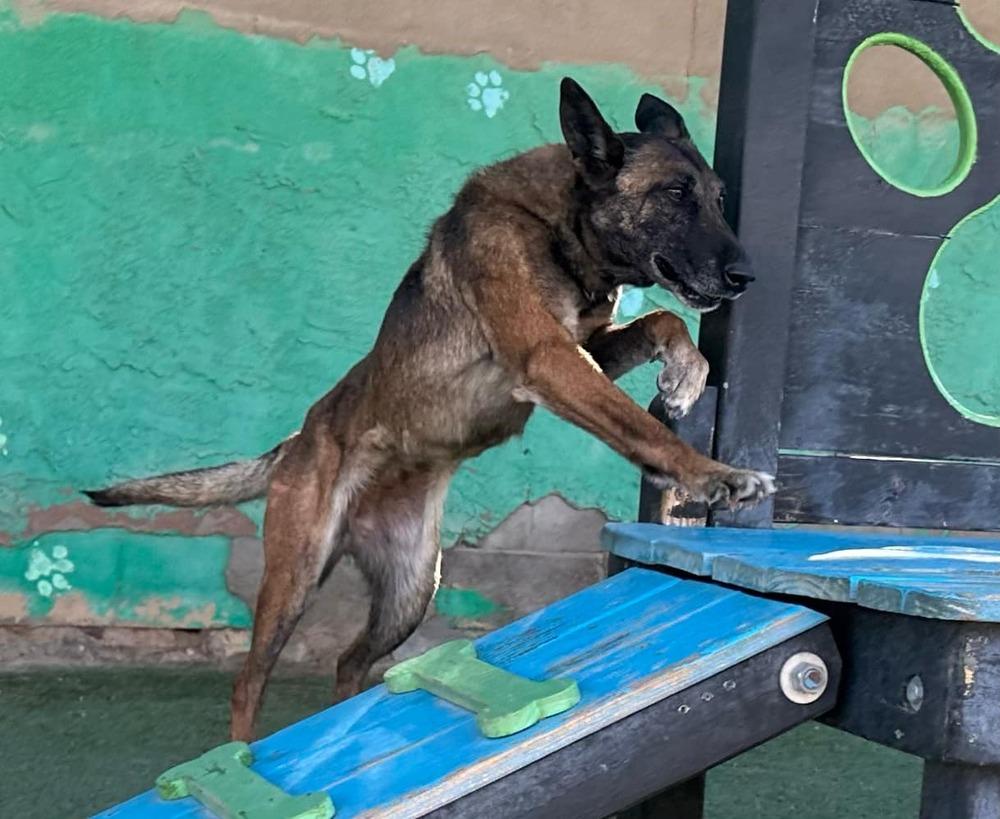 Enlarge Lady Jade Located in NM, a Adoptable Belgian Shepherd / Malinois in Santa Fe, NM image 4/6