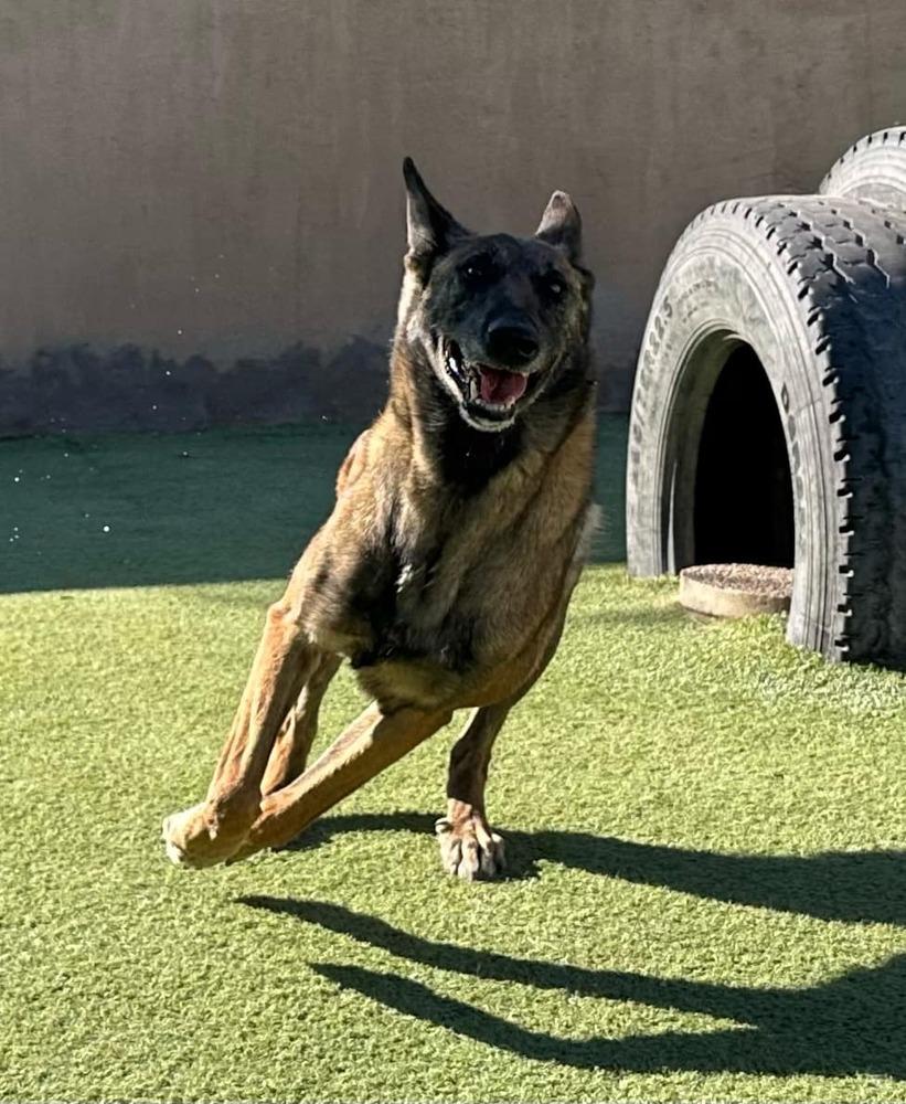 Enlarge Lady Jade Located in NM, a Adoptable Belgian Shepherd / Malinois in Santa Fe, NM image 5/6
