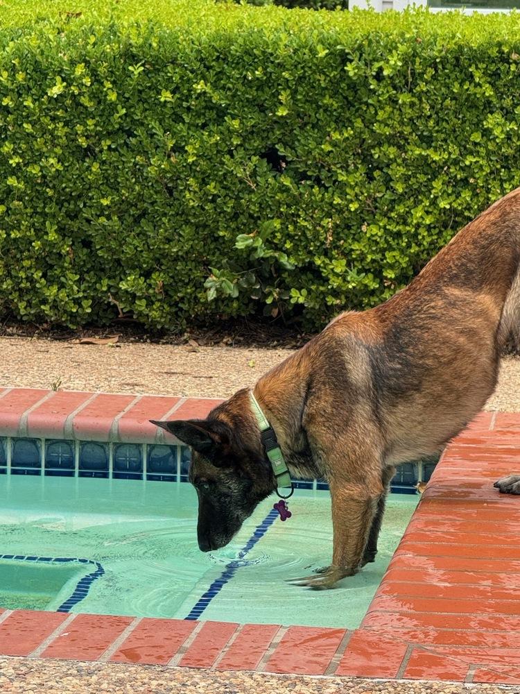 Enlarge Lady Jade Located in NM, a Adoptable Belgian Shepherd / Malinois in Santa Fe, NM image 6/6