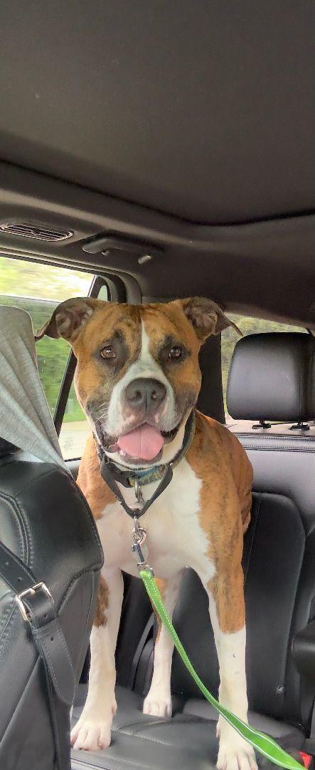 Enlarge Tigger CL, a Adoptable mixed breed in Kansas City, MO image 1/6