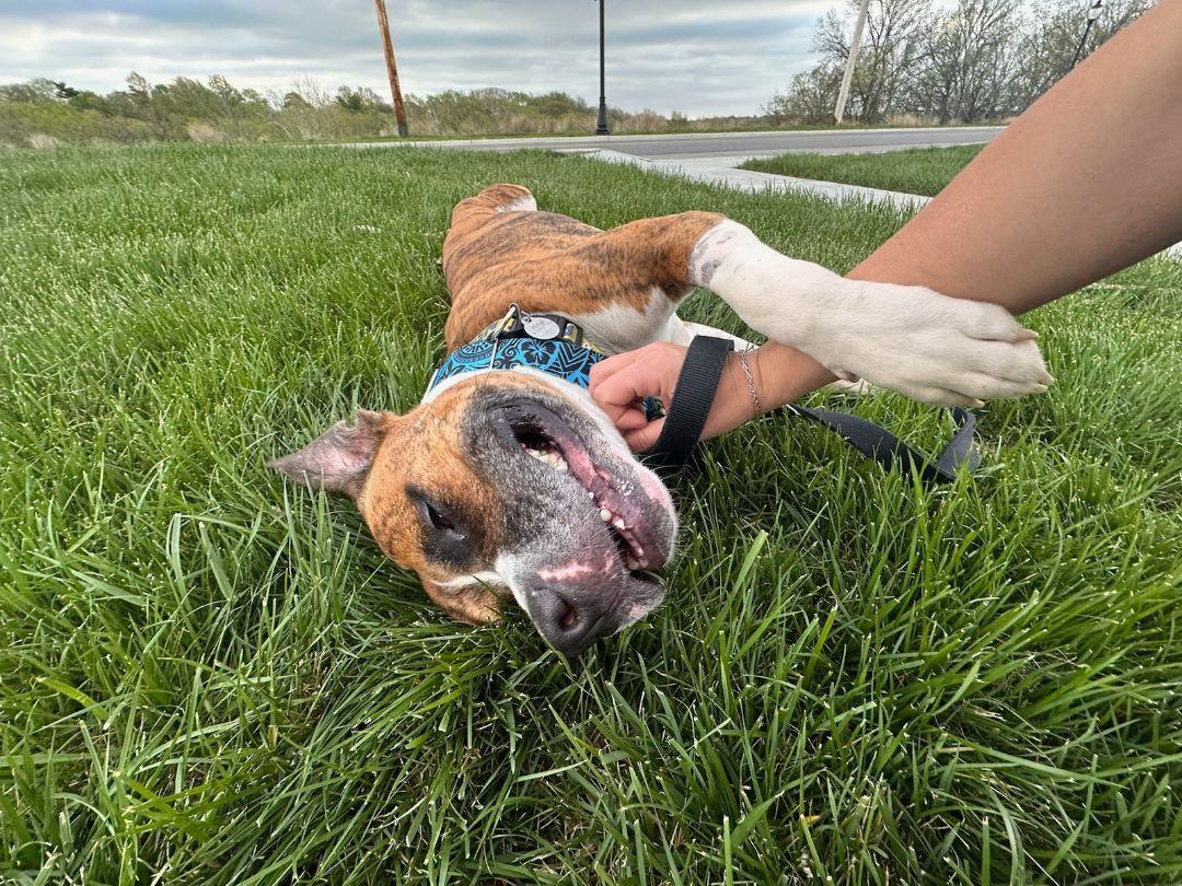 Enlarge Tigger CL, a Adoptable mixed breed in Kansas City, MO image 2/6