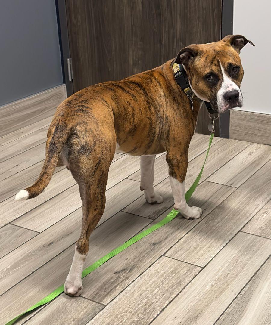 Enlarge Tigger CL, a Adoptable mixed breed in Kansas City, MO image 3/6