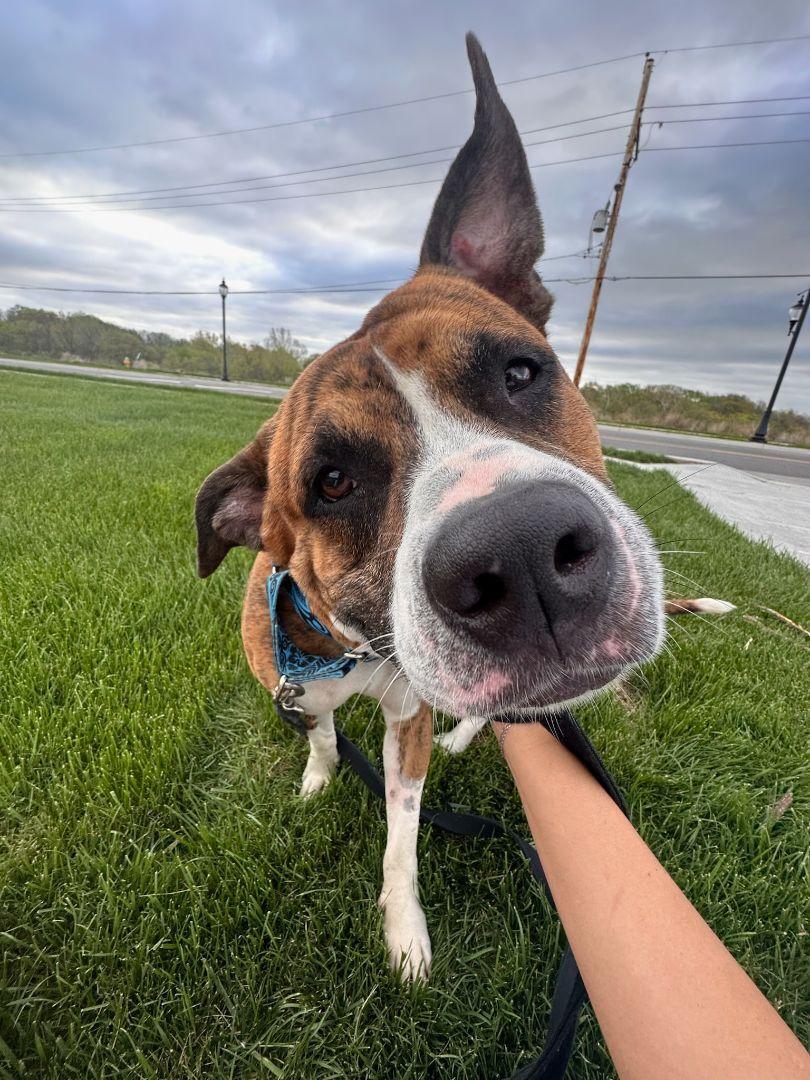 Enlarge Tigger CL, a Adoptable mixed breed in Kansas City, MO image 4/6