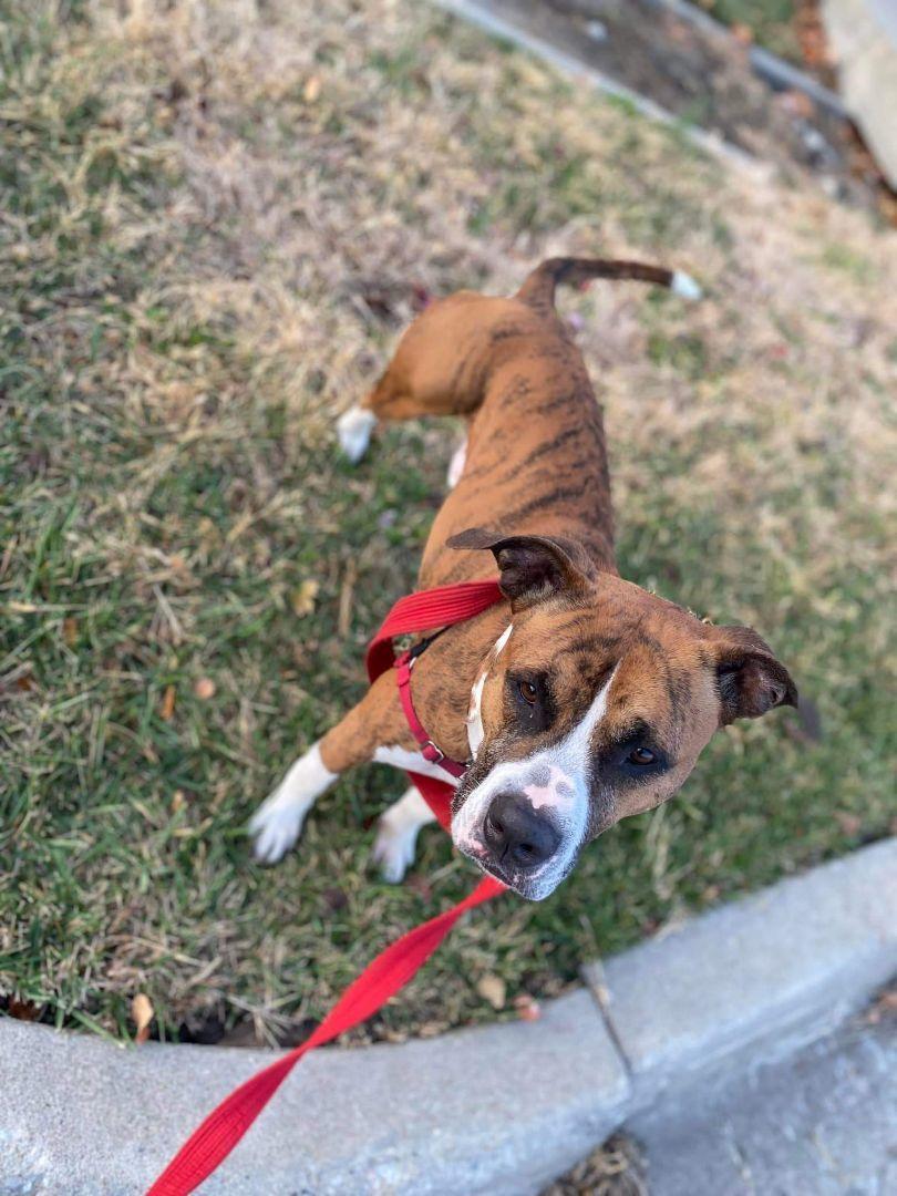 Enlarge Tigger CL, a Adoptable mixed breed in Kansas City, MO image 5/6