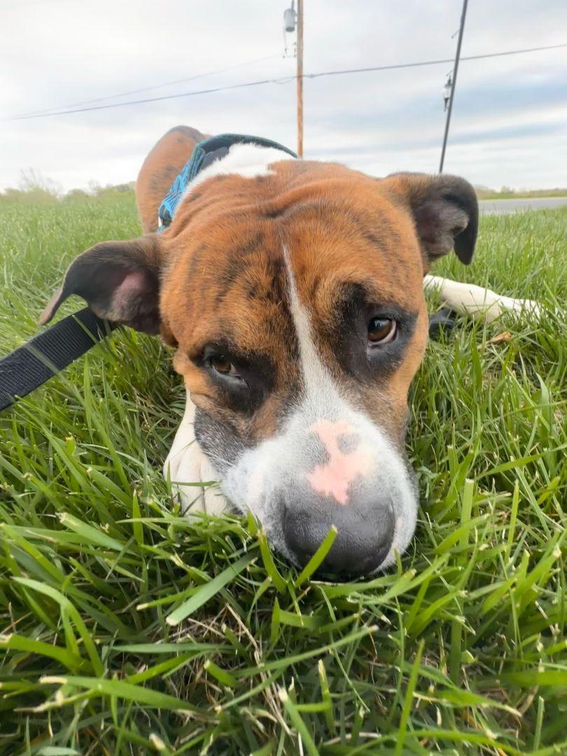 Enlarge Tigger CL, a Adoptable mixed breed in Kansas City, MO image 6/6