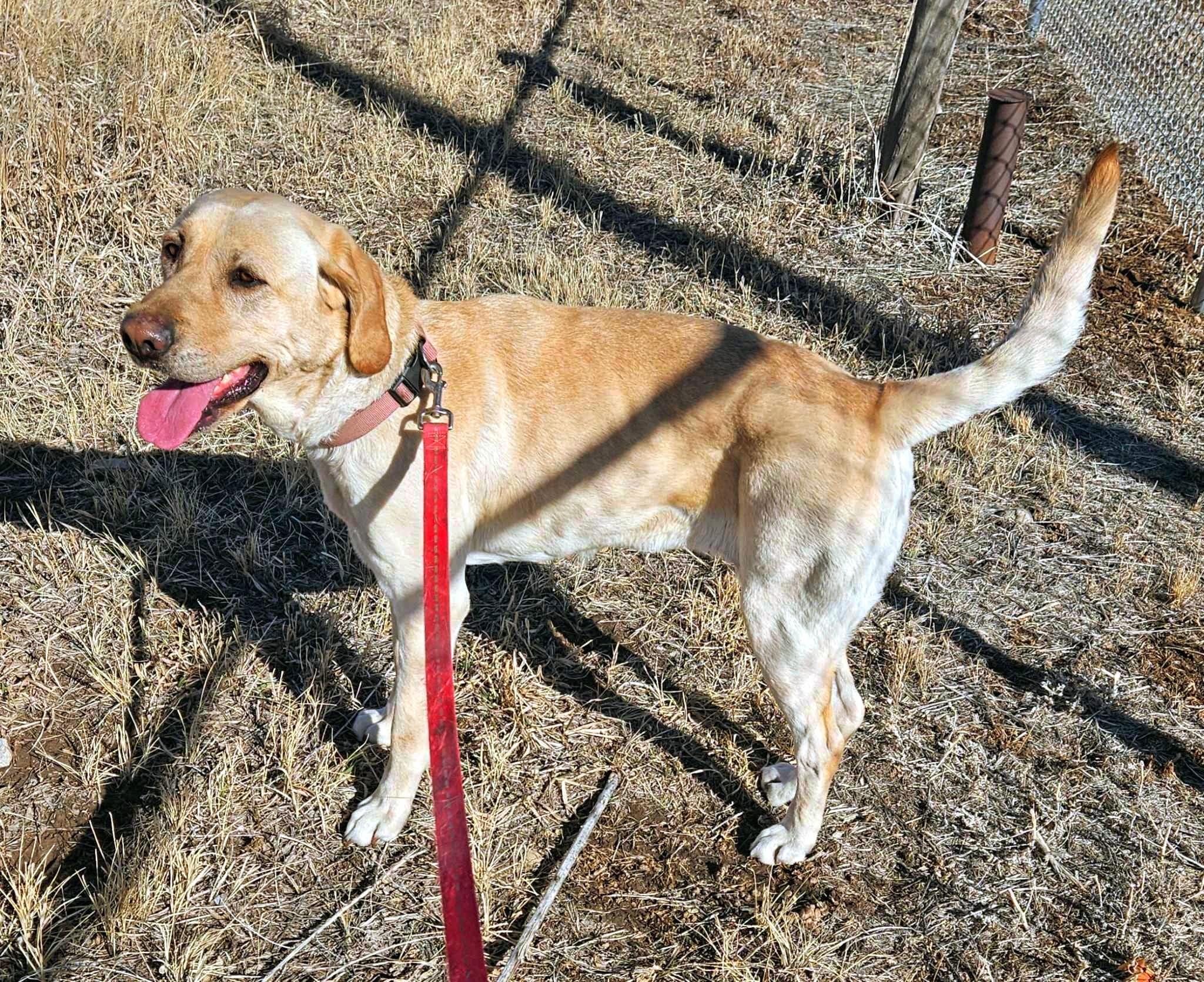 Maggie-Run Maggie Run!, an adoptable Yellow Labrador Retriever in Nucla, CO, 81424 | Photo Image 1
