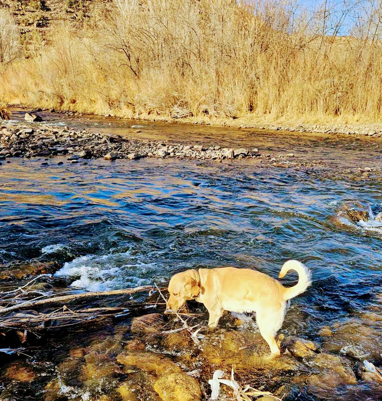 Maggie-Run Maggie Run!, an adoptable Yellow Labrador Retriever in Nucla, CO, 81424 | Photo Image 2