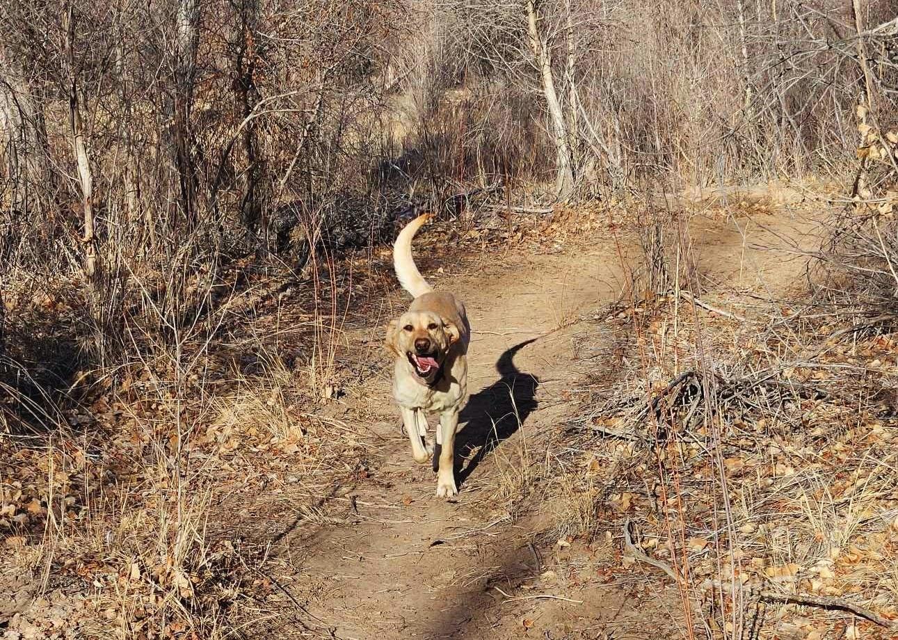 Maggie-Run Maggie Run!, an adoptable Yellow Labrador Retriever in Nucla, CO, 81424 | Photo Image 3
