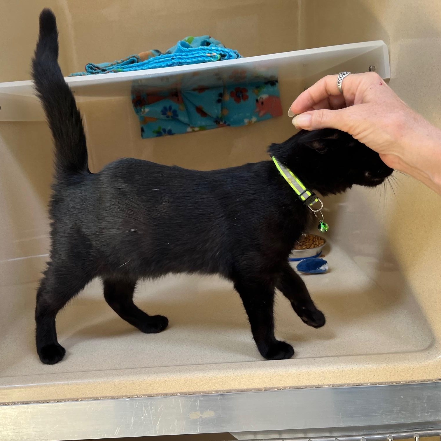 Willow Dab, a Adoptable mixed breed in Clarksville, VA image 2/6