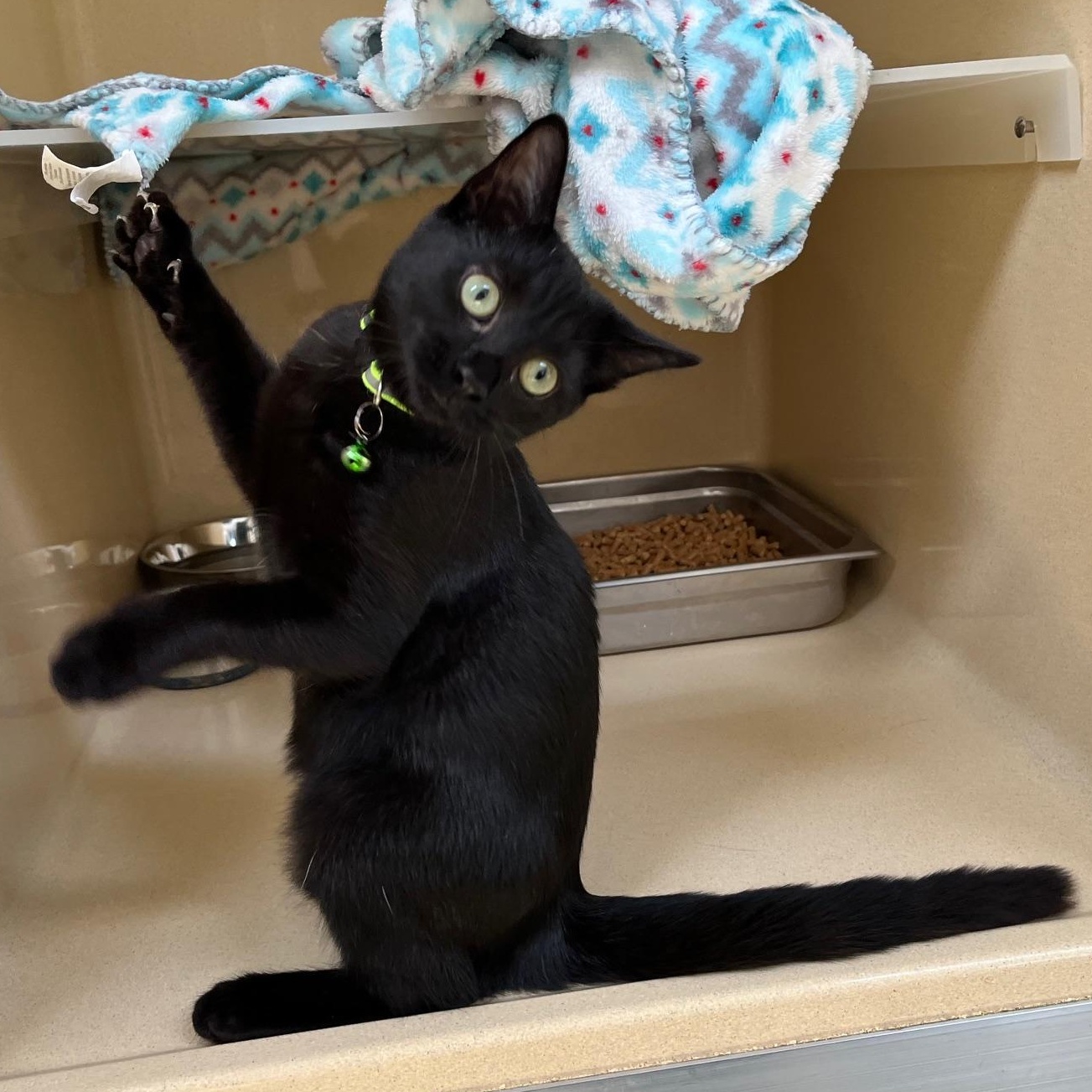 Willow Dab, a Adoptable mixed breed in Clarksville, VA image 3/6