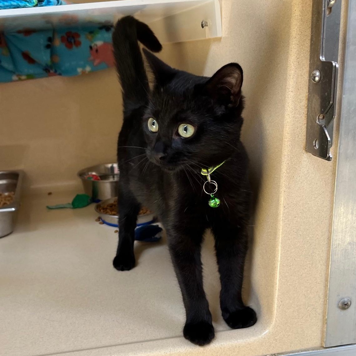 Willow Dab, a Adoptable mixed breed in Clarksville, VA image 4/6