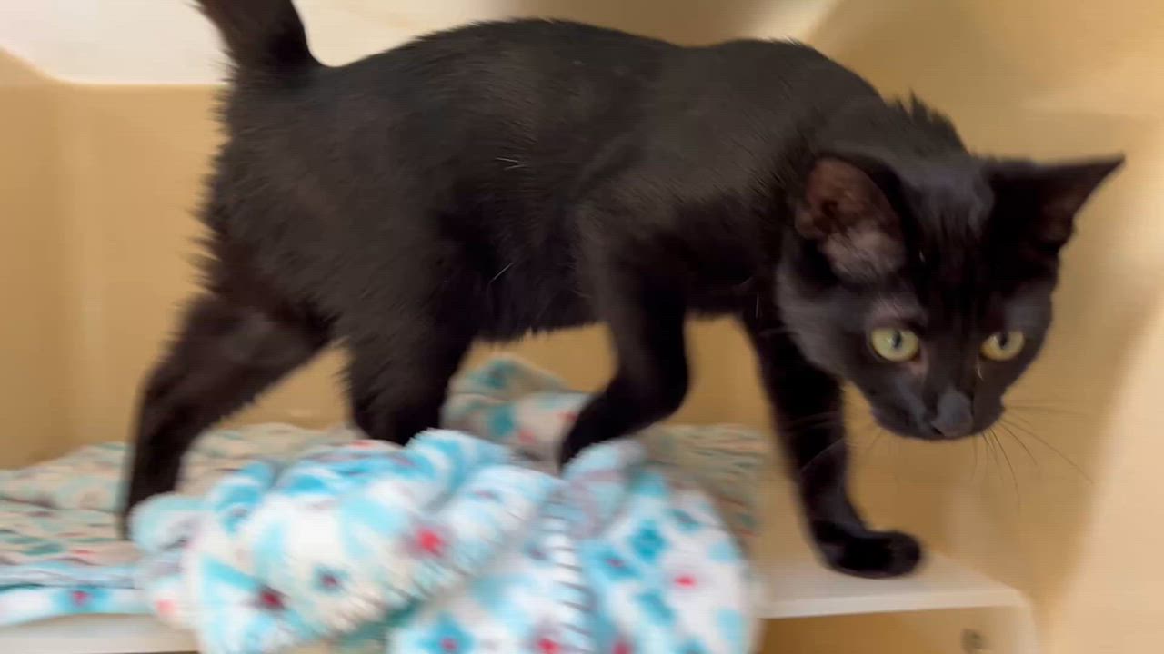 Enlarge Willow Dab, a Adoptable mixed breed in Clarksville, VA video 6/6