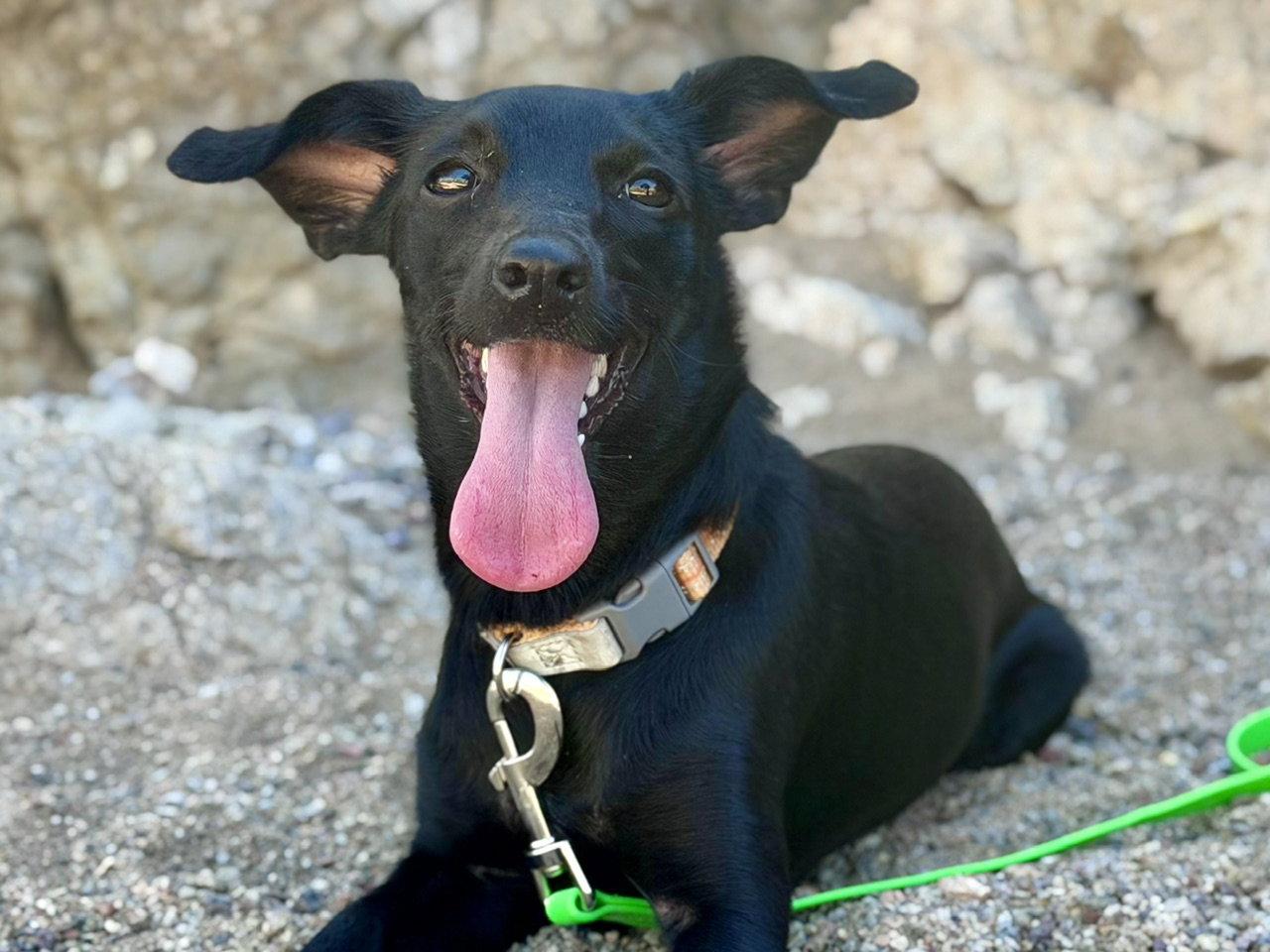Enlarge Violet, a Adopted Mixed Breed in Tucson, AZ image 1/3