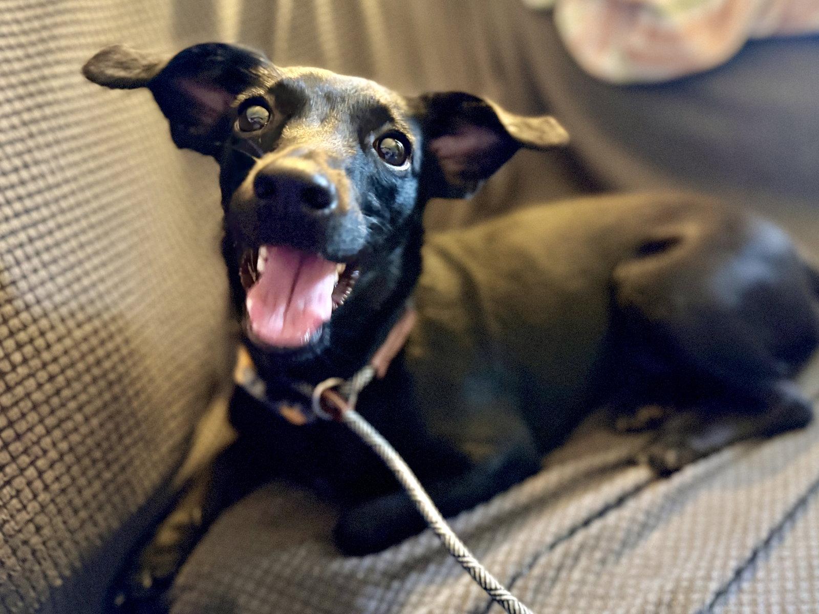 Enlarge Violet, a Adopted Mixed Breed in Tucson, AZ image 2/3