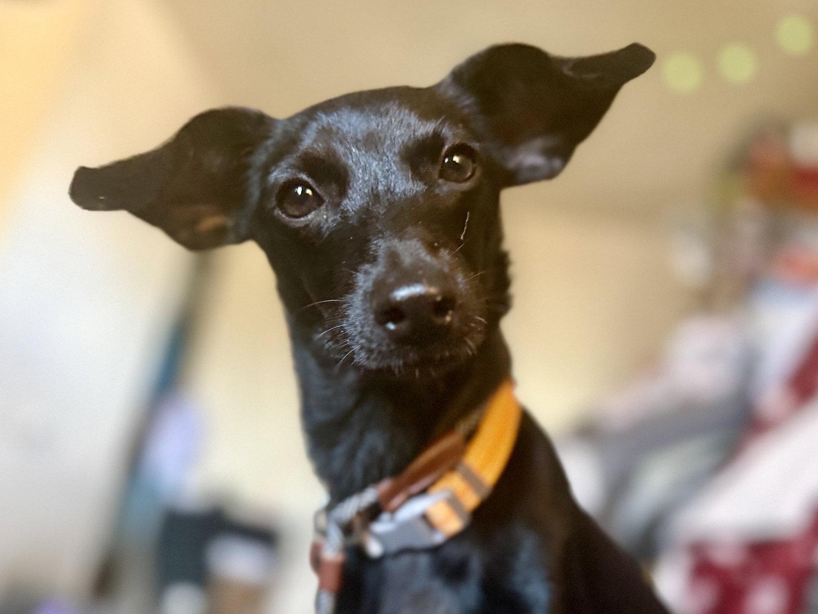 Enlarge Violet, a Adopted Mixed Breed in Tucson, AZ image 3/3