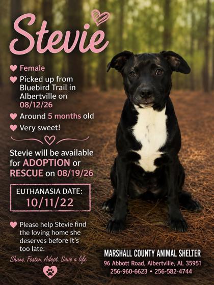 Enlarge Stevie, a Adoptable mixed breed in Guntersville, AL image 1/1