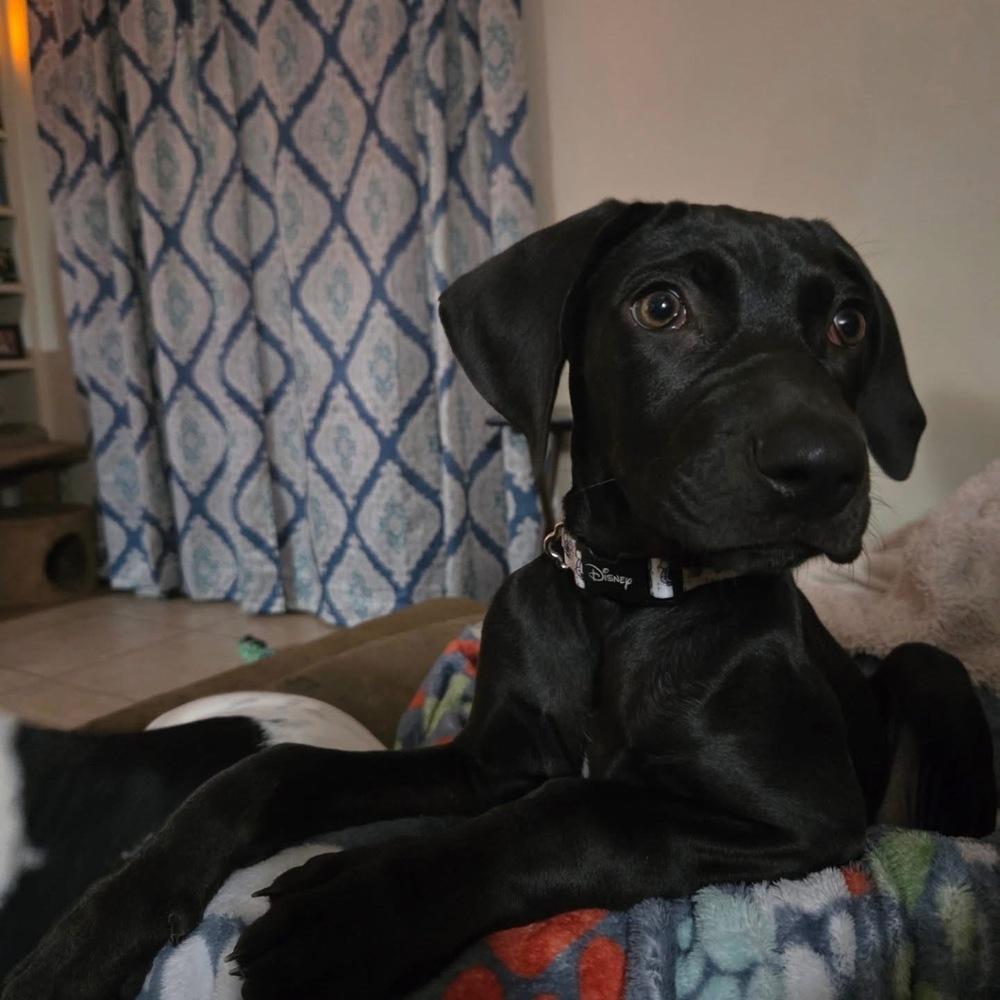 Penzey, Adoptable, Puppy Female Catahoula Leopard Dog.