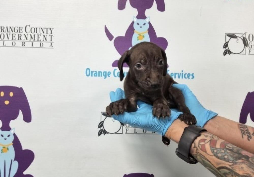 Penzey, a Adoptable mixed breed in Orlando, FL image 4/4