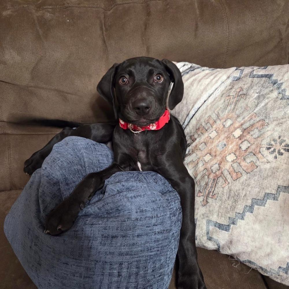 Enlarge Penzey, a Adoptable mixed breed in Orlando, FL image 6/6