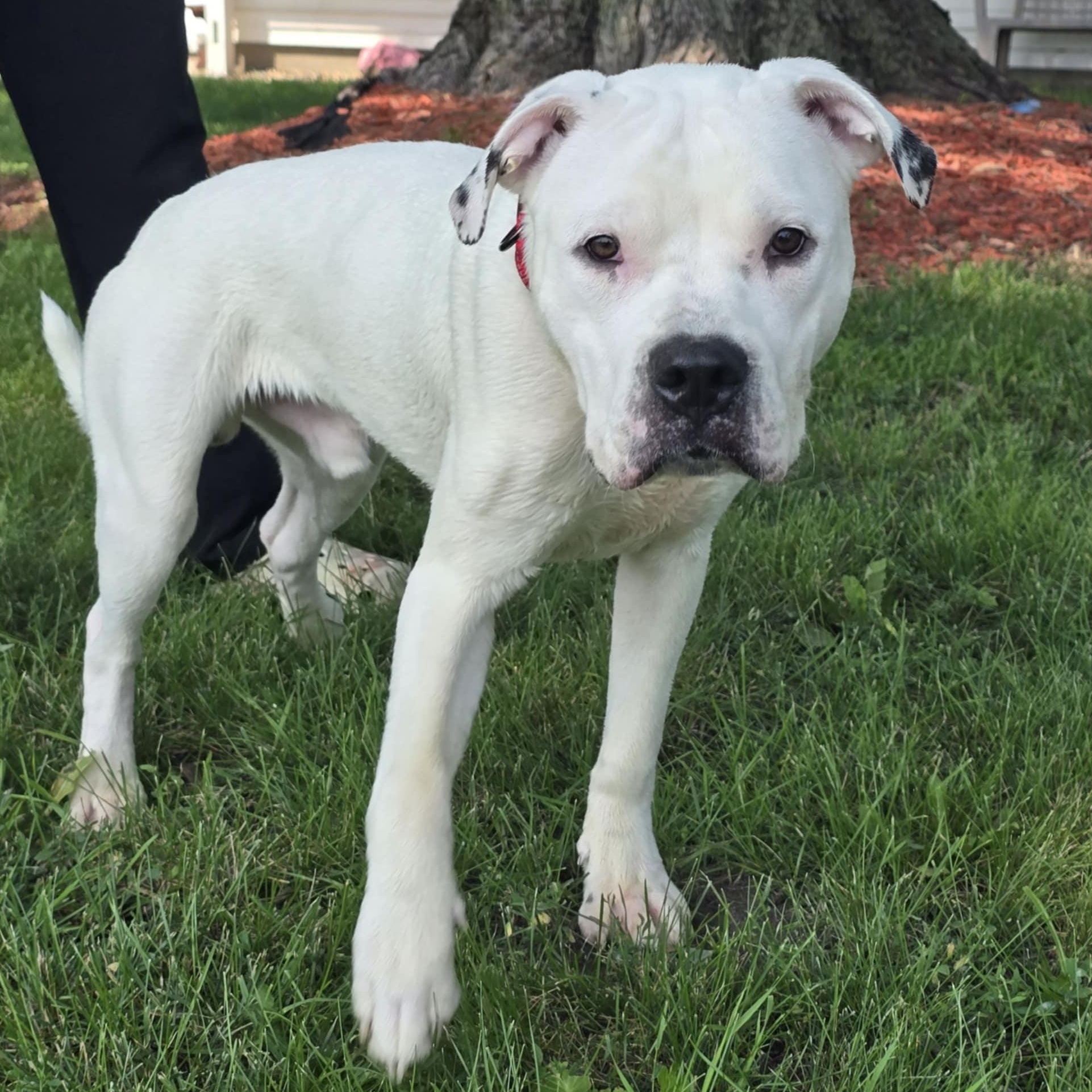 Polaris, Adoptable, Young Male American Bulldog.
