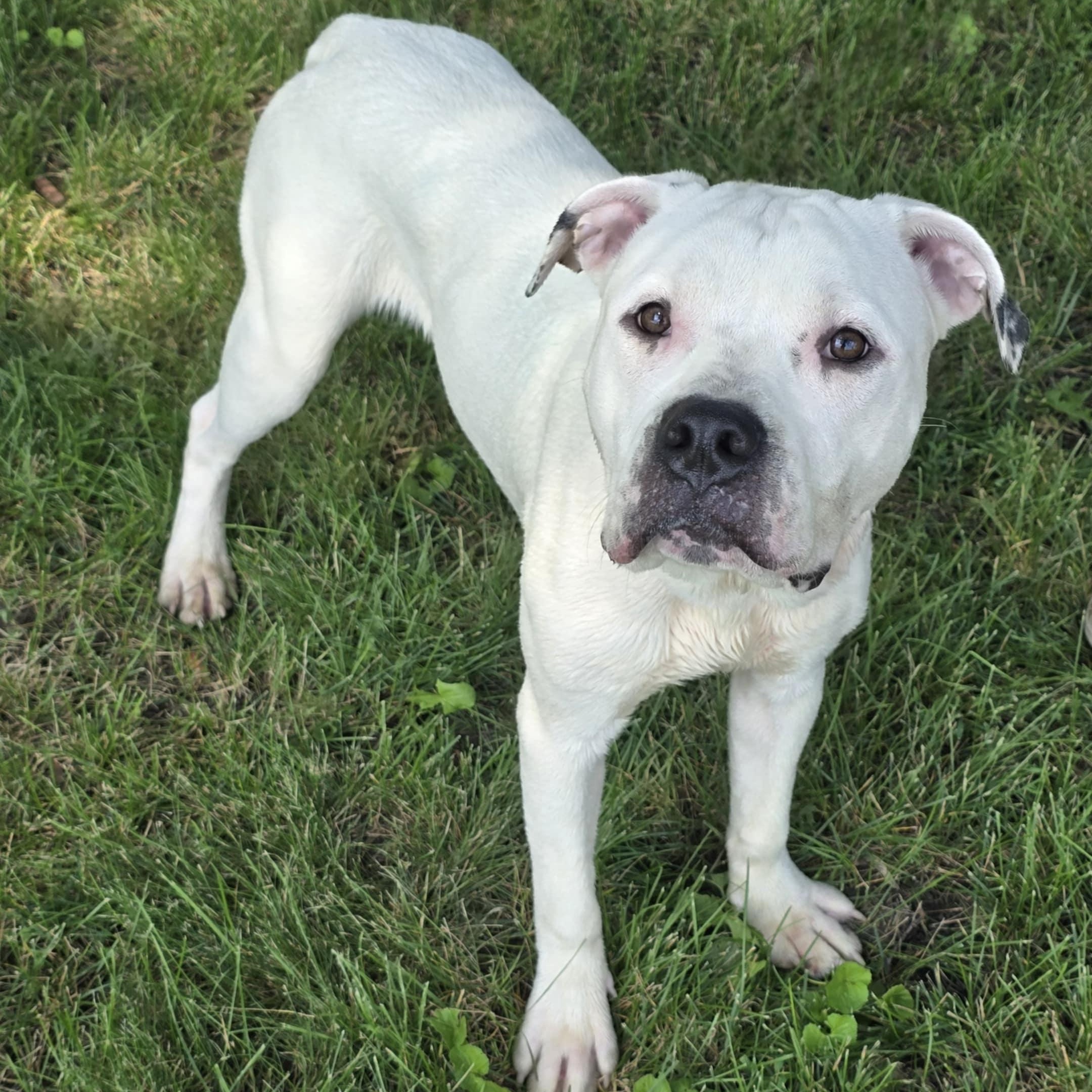 Enlarge Polaris, a Adoptable mixed breed in Waterloo, IA image 2/3