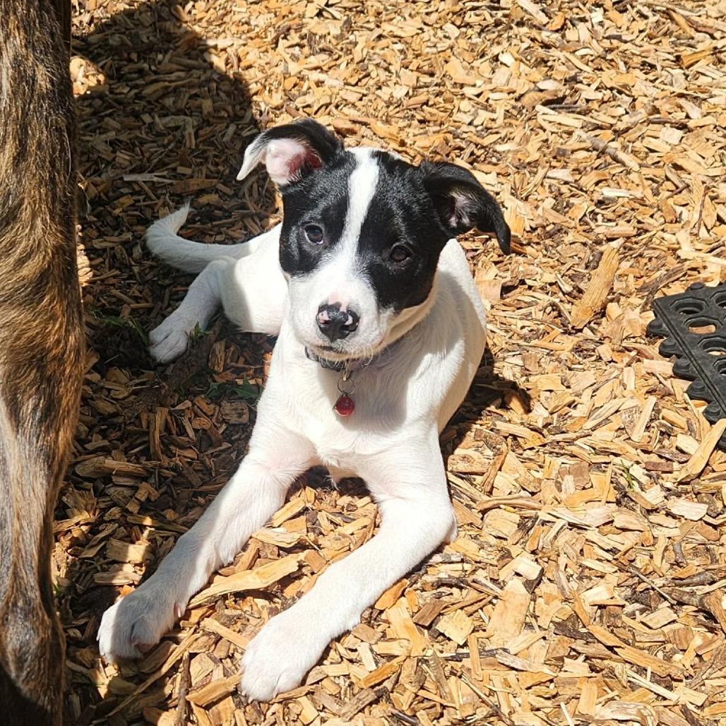 Bridget, Adoptable, Puppy Female Border Collie & Mixed Breed.