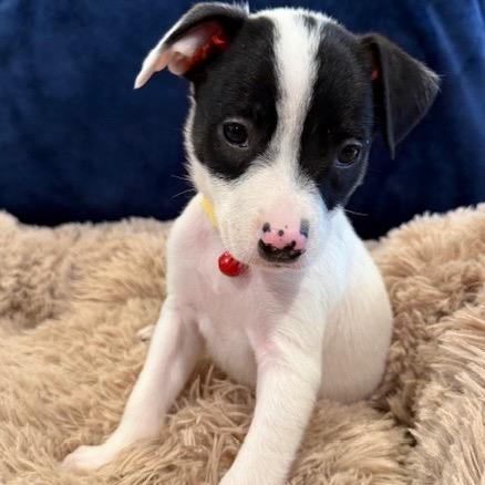 Bridget, Adoptable, Puppy Female Border Collie & Mixed Breed.