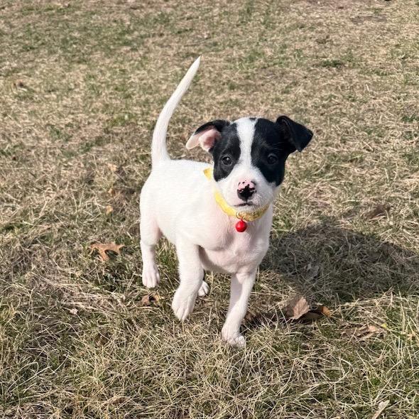 Enlarge Bridget, a Adoptable mixed breed in Alma, WI image 2/6