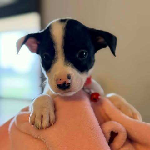 Enlarge Bridget, a Adoptable mixed breed in Alma, WI image 3/6