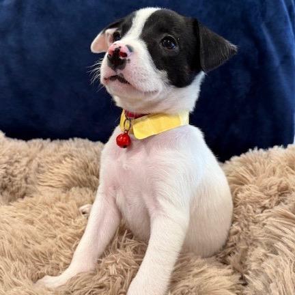 Enlarge Bridget, a Adoptable mixed breed in Alma, WI image 4/6
