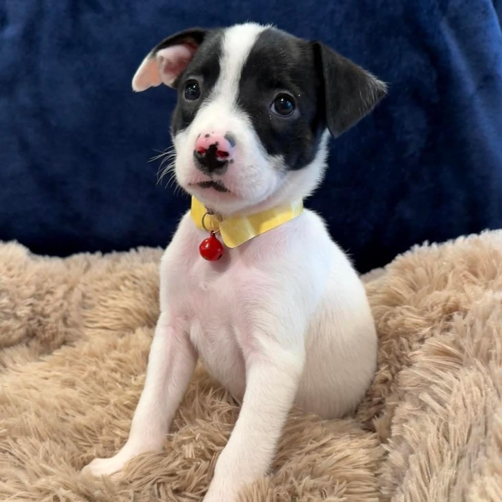 Enlarge Bridget, a Adoptable mixed breed in Alma, WI image 5/6