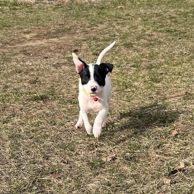 Enlarge Bridget, a Adoptable mixed breed in Alma, WI image 6/6