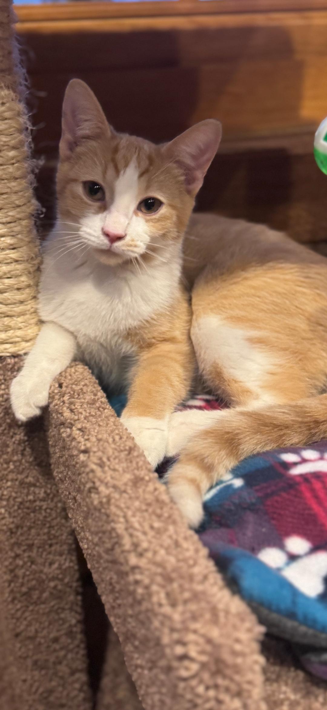 Treat, ADOPTABLE, Kitten Male Domestic Short Hair.