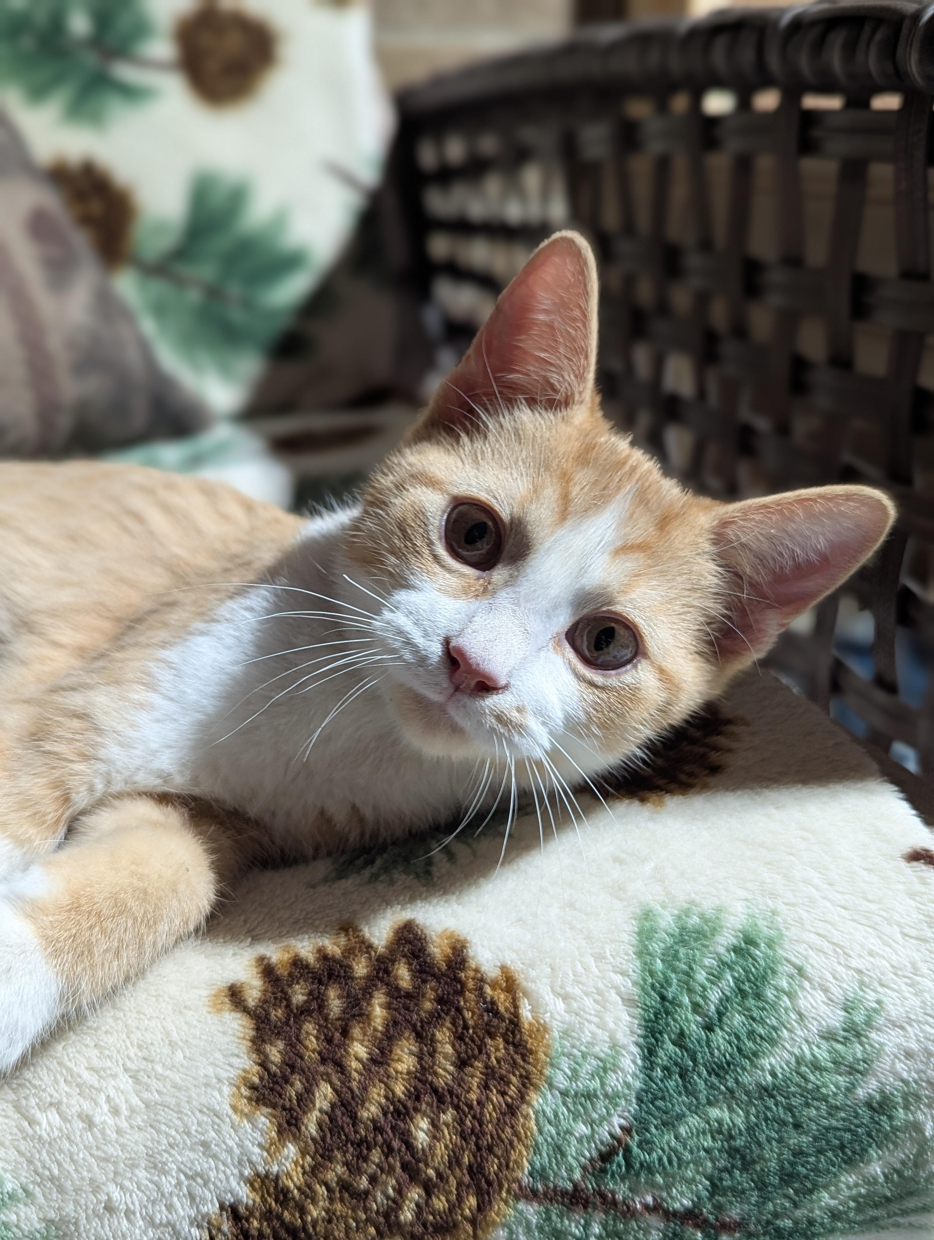 Treat, a ADOPTABLE Domestic Short Hair in Medford, WI image 2/2