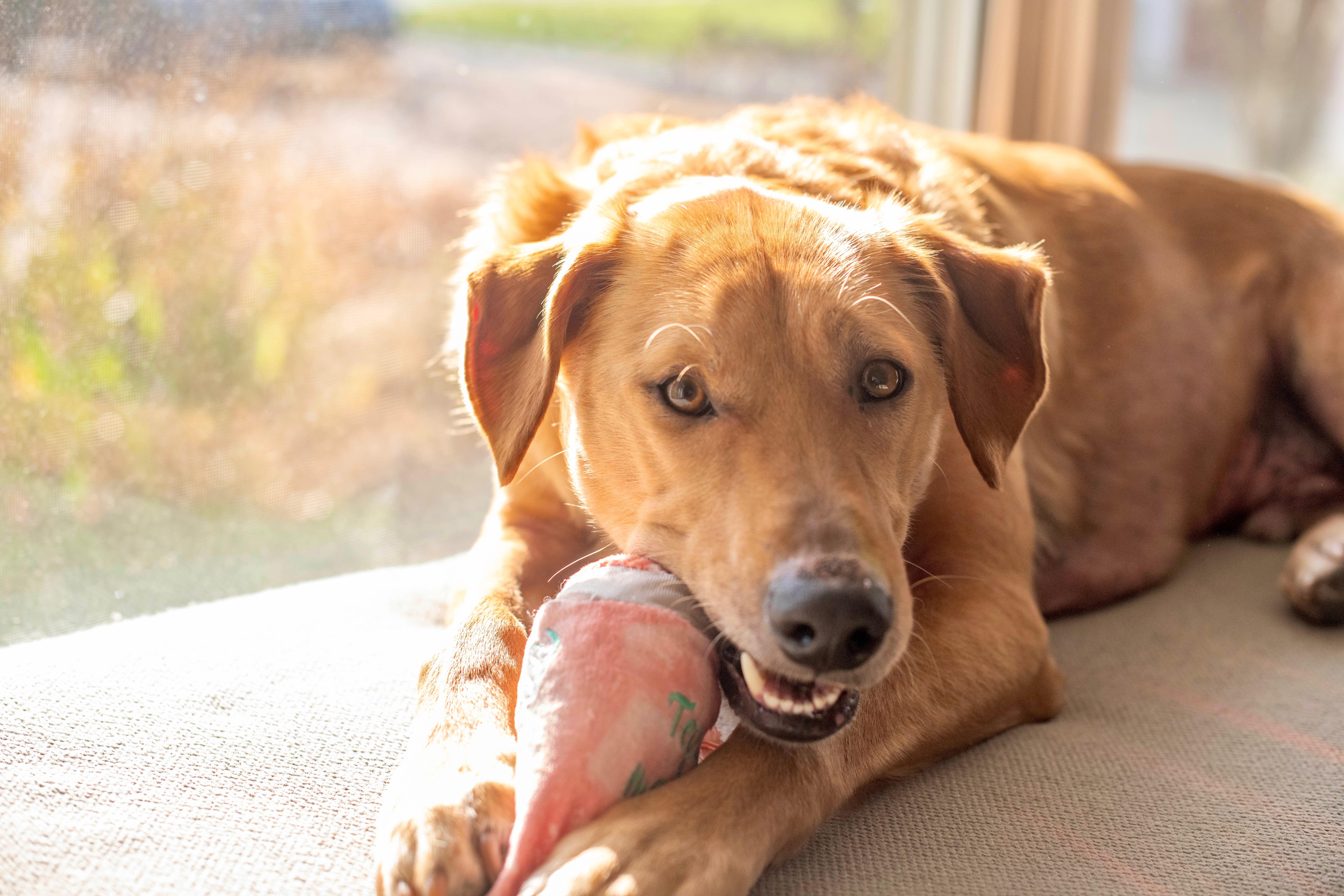 Enlarge Benji, a Adoptable mixed breed in Stamford, CT image 3/6