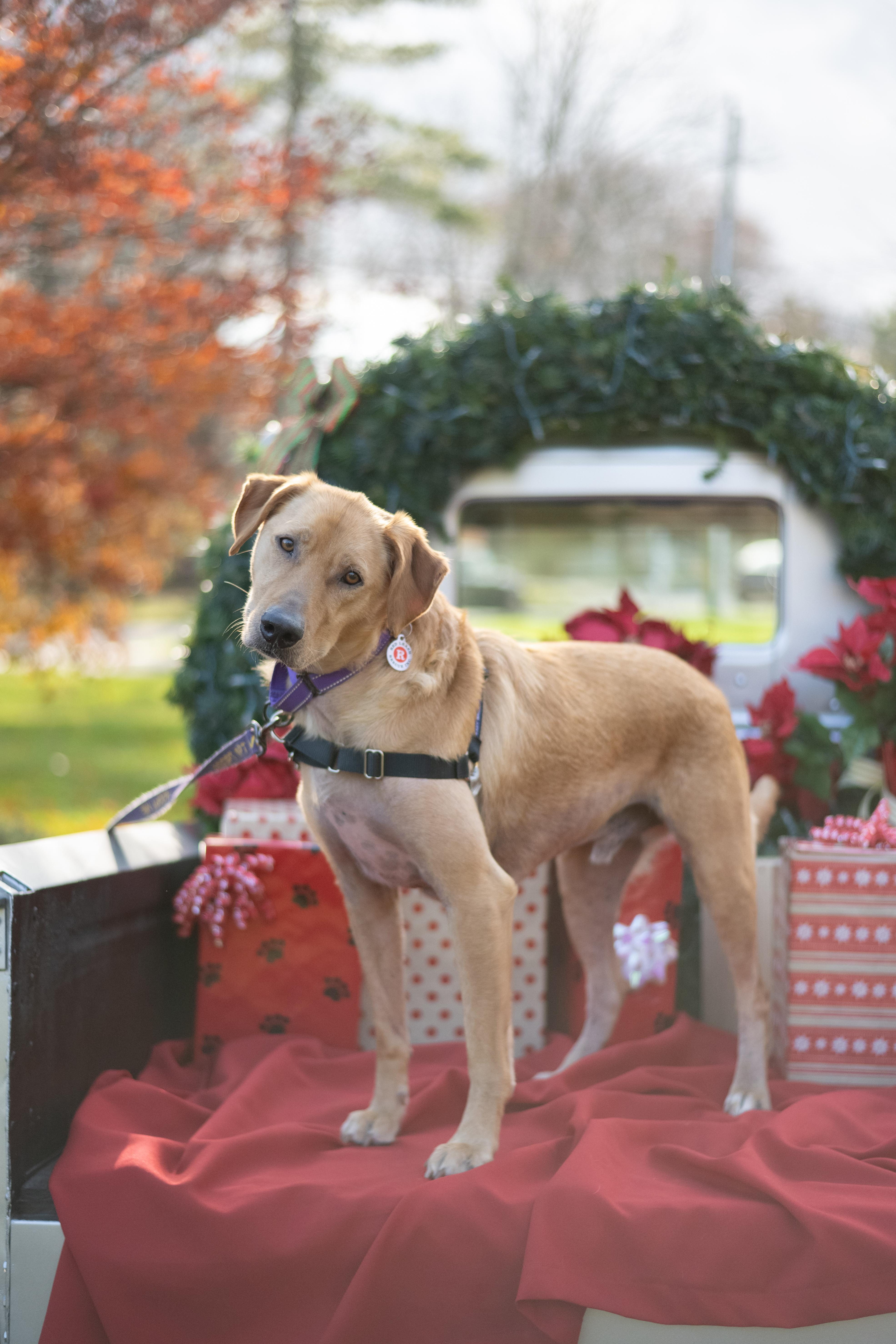 Benji, Adoptable, Adult Male Golden Retriever & Yellow Labrador Retriever.