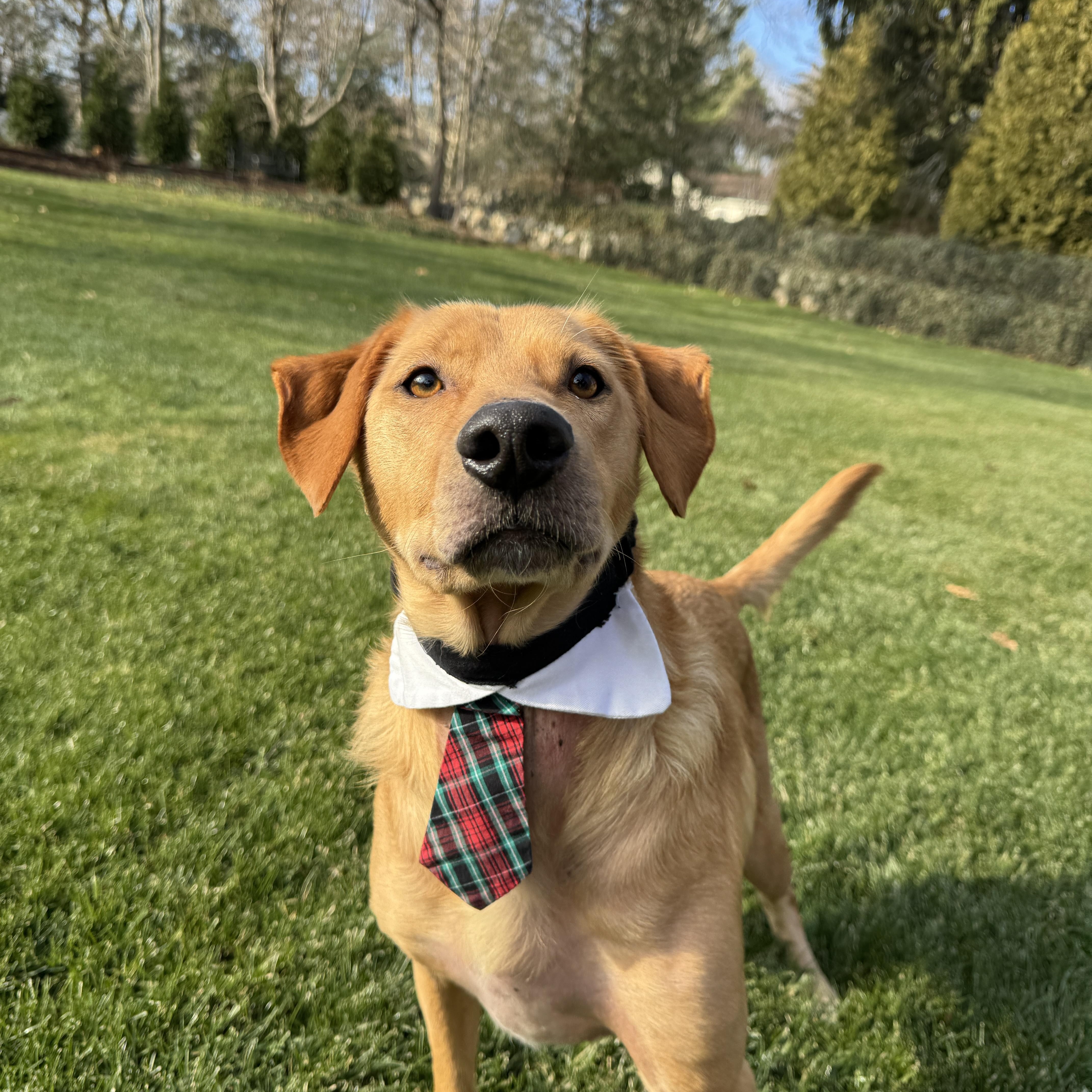 Enlarge Benji, a Adoptable mixed breed in Stamford, CT image 5/6
