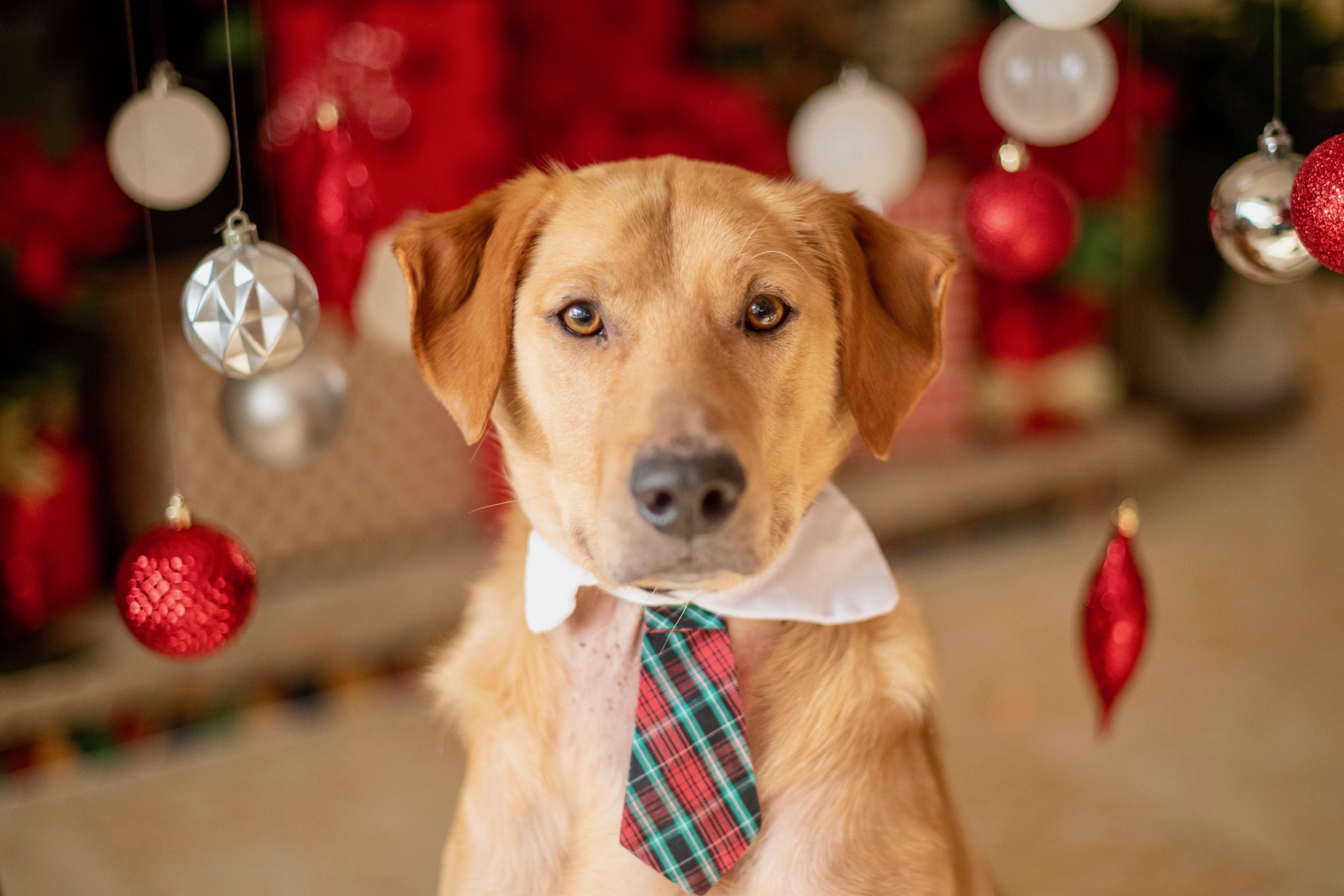 Enlarge Benji, a Adoptable mixed breed in Stamford, CT image 1/6
