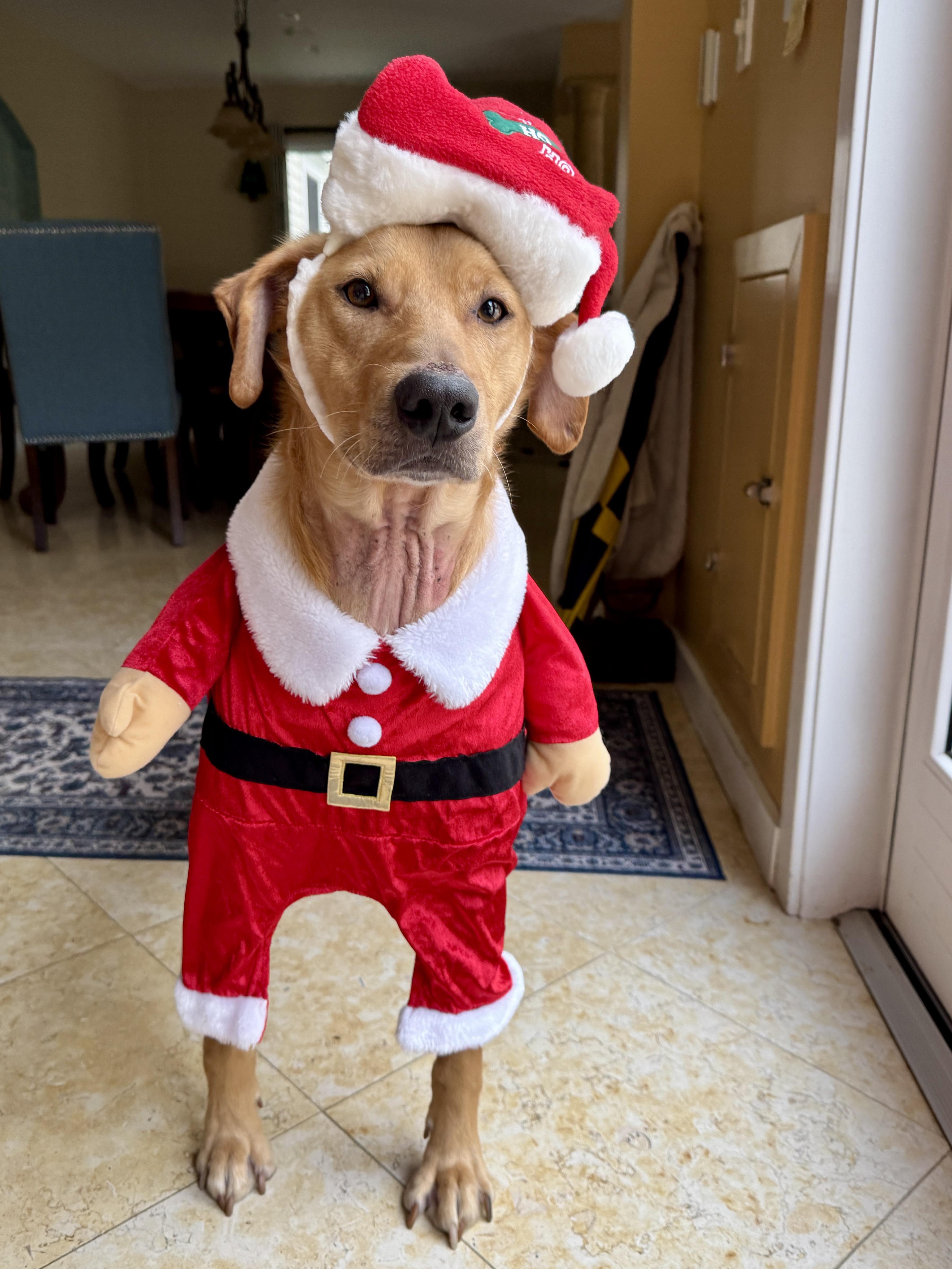 Enlarge Benji, a Adoptable mixed breed in Stamford, CT image 2/6