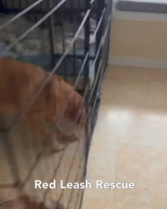 Enlarge Benji, an adopted mixed breed in Stamford, CT video 6/6