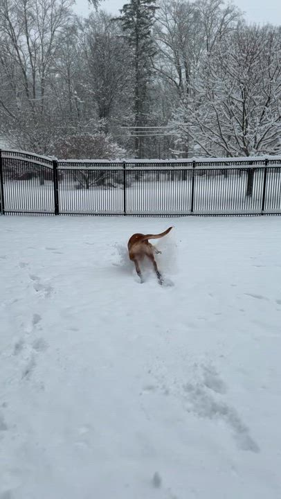 Enlarge Benji, a Adoptable mixed breed in Stamford, CT video 6/6