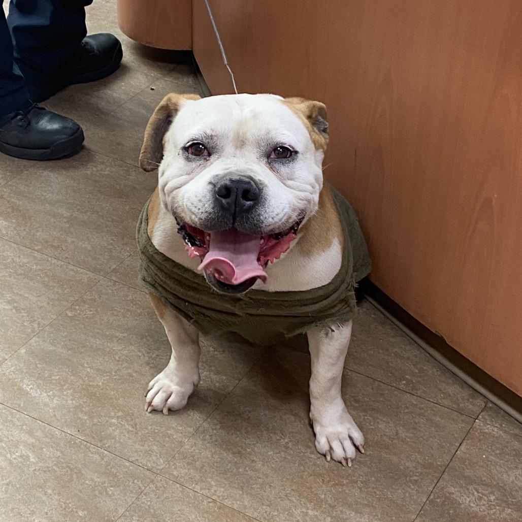 Enlarge Cannonball, a Adoptable English Bulldog in Westminster, CA image 1/2